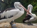 ( Pelecanus conspicillatus ) The Timor pelican ,a water bird