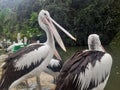 ( Pelecanus conspicillatus ) The Timor pelican ,a water bird