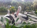 Pelecanus conspicillatus , the timor pelican ,a water bird