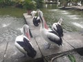 Pelecanus conspicillatus , the timor pelican ,a water bird