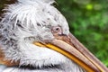 Pelecanus crispus / The Dalmatian pelican - ZOO Troja, Prague, Royalty Free Stock Photo