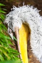 Pelecanus crispus / The Dalmatian pelican - ZOO Troja, Prague, Royalty Free Stock Photo