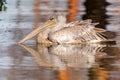 Pelecanus, Kenia, Safari, Africa, Wild Bird, wildlife