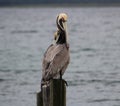 Not one brown pelican but three