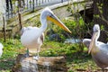 Pelecanus onocrotalus also known as the eastern white pelican