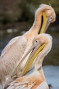 Pelecanus onocrotalus also known as the eastern white pelica