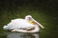 Pelecanus onocrotalus - white pelican floating on the water surface, side view, has a piece of fish in its long beak. Beautiful