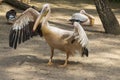 Pelecanus onocrotalus - white pelican is on land and waving its wings Royalty Free Stock Photo