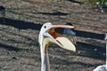 Pelecanus onocrotalus