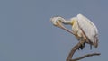 Pelecanus philippensis - Spot billed pelican on a serene lake Royalty Free Stock Photo