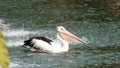 Pelecanus, a water bird that has a sac under its beak Royalty Free Stock Photo