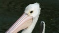 Pelecanus, a water bird that has a sac under its beak Royalty Free Stock Photo