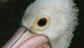 Pelecanus, a water bird that has a sac under its beak Royalty Free Stock Photo