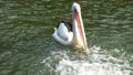 Pelecanus, a water bird that has a sac under its beak Royalty Free Stock Photo