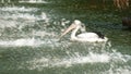 Pelecanus, a water bird that has a sac under its beak Royalty Free Stock Photo