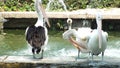 Pelecanus, a water bird that has a sac under its beak Royalty Free Stock Photo