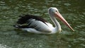 Pelecanus, a water bird that has a sac under its beak Royalty Free Stock Photo