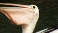 Pelecanus, a water bird that has a sac under its beak Royalty Free Stock Photo