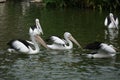 Pelecanus, a water bird that has a sac under its beak Royalty Free Stock Photo