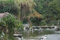 Pelecanus, a water bird that has a sac under its beak Royalty Free Stock Photo