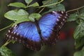 Peleides blue morpho Royalty Free Stock Photo