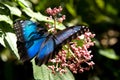 Peleides Blue Morpho Royalty Free Stock Photo