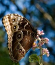 Peleides Blue Morpho Royalty Free Stock Photo