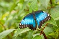 Peleides Blue Morpho Royalty Free Stock Photo