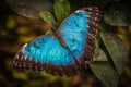 Peleides blue morpho butterfly Royalty Free Stock Photo