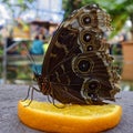 Peleides blue morpho butterfly on orange fruit, macro image