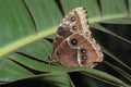 Peleides blue morpho Royalty Free Stock Photo