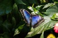 Peleides Blue Morpho butterfly Royalty Free Stock Photo