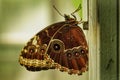 Peleides blue morpho , Common morpho or the Emperor at Antipa Museum Royalty Free Stock Photo