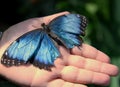 Peleides blue morpho Royalty Free Stock Photo