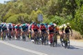 The Peleton on the final stage of Stage 3 of the Tour Down Under