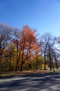 Pelham Bay Park, The Bronx, New York, NY, USA: Trees in fall foliage Royalty Free Stock Photo
