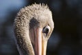 Pelican 1 Royalty Free Stock Photo