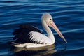 Pelican