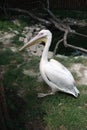 Pelican Royalty Free Stock Photo