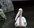 A Pelican