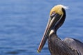 Pelican