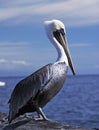 Pelican