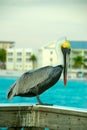 Pelican Royalty Free Stock Photo