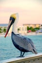 Pelican Royalty Free Stock Photo