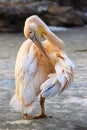 Pelican Royalty Free Stock Photo