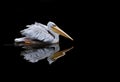 Pelican