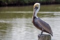 Brown Pelican perched on a piling. Royalty Free Stock Photo