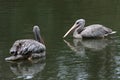 Pelican Royalty Free Stock Photo