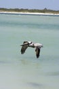 Pelican Royalty Free Stock Photo