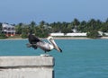 A pelican stretching on a pier